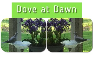 Doves, Birdbath