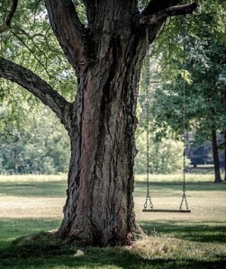 Swing in a tree 