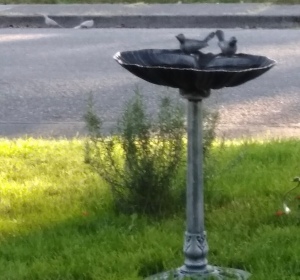 Doves, Birdbath, yard, springtime